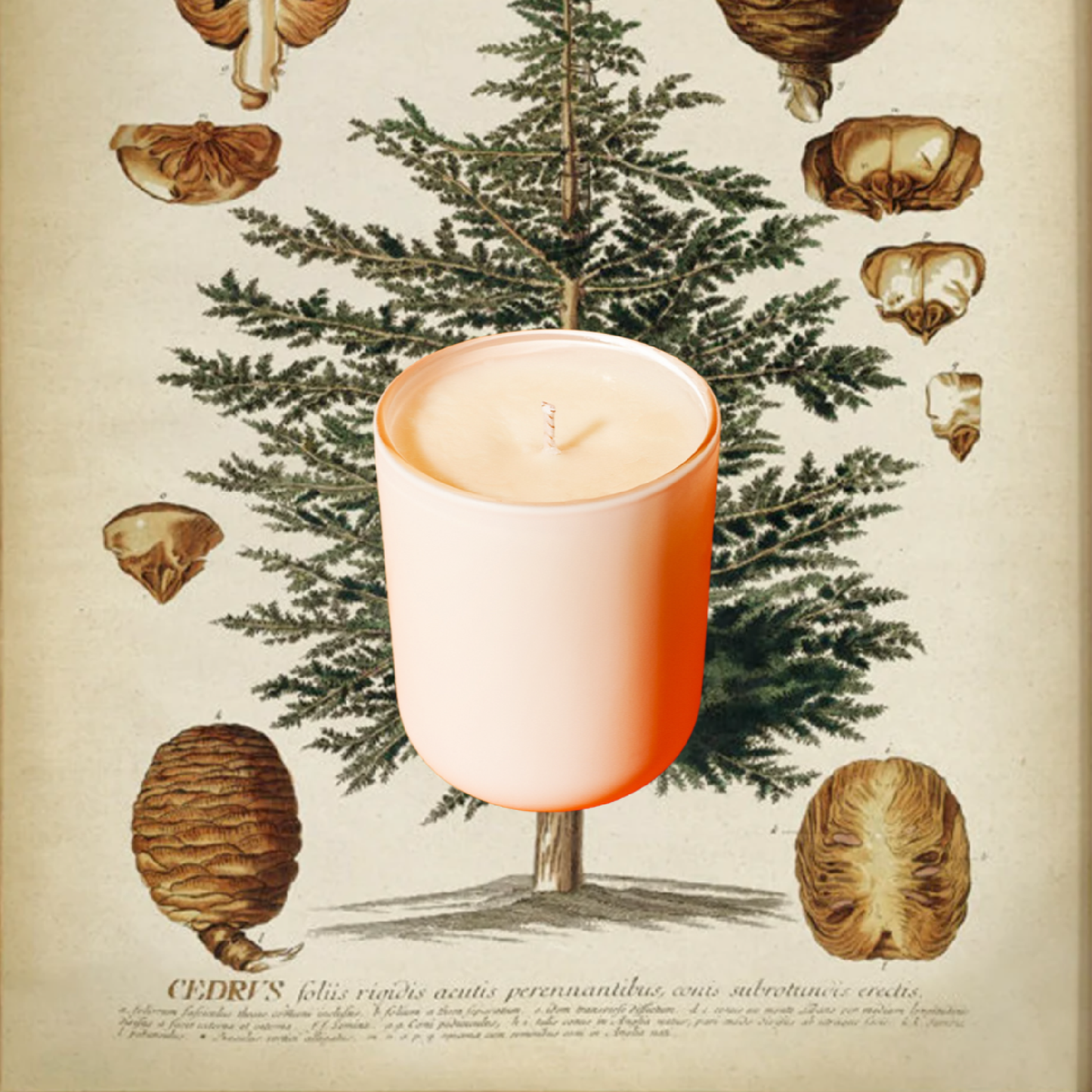 The Calming Power of Candles