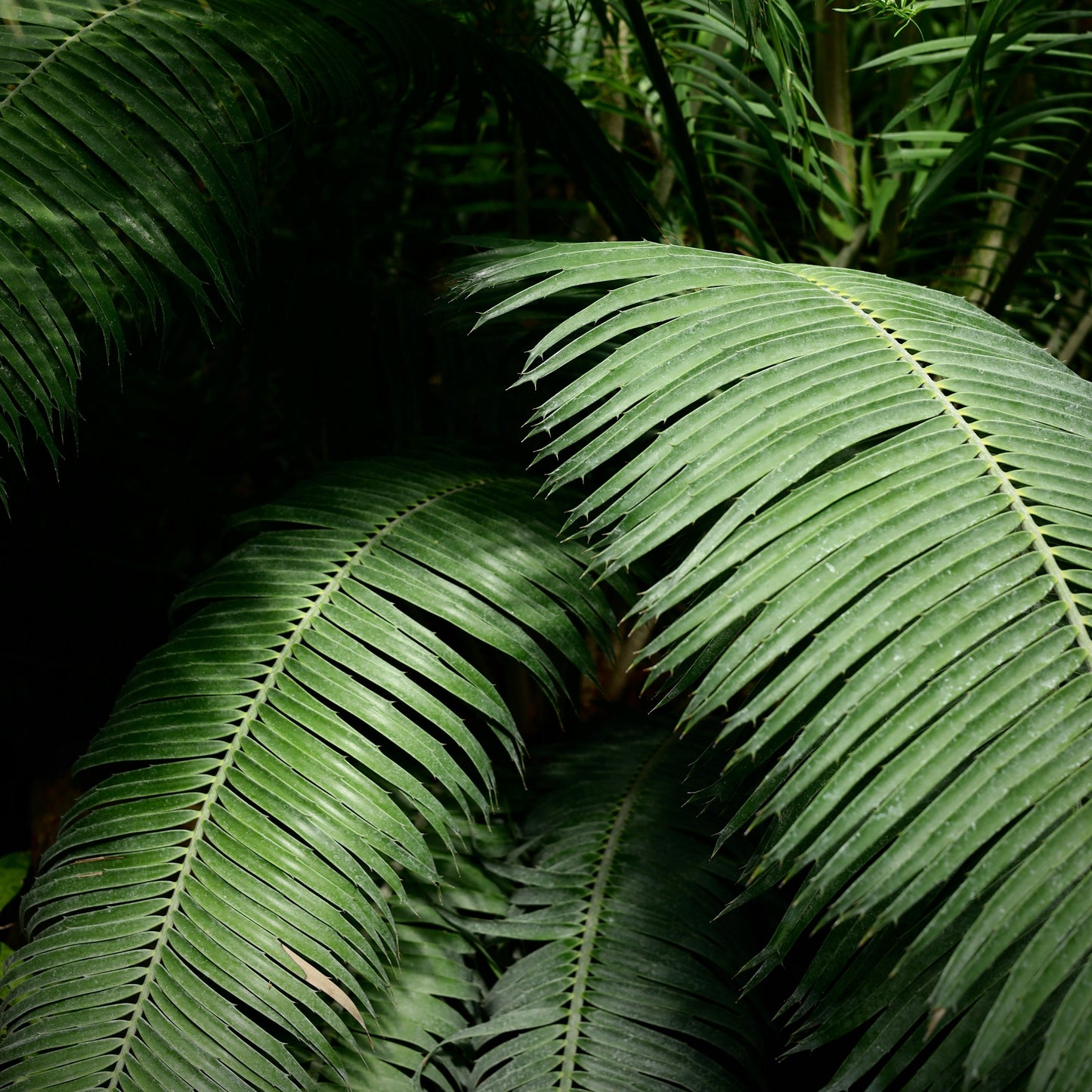 Why We Don’t Use Palm Oil in Our Soap